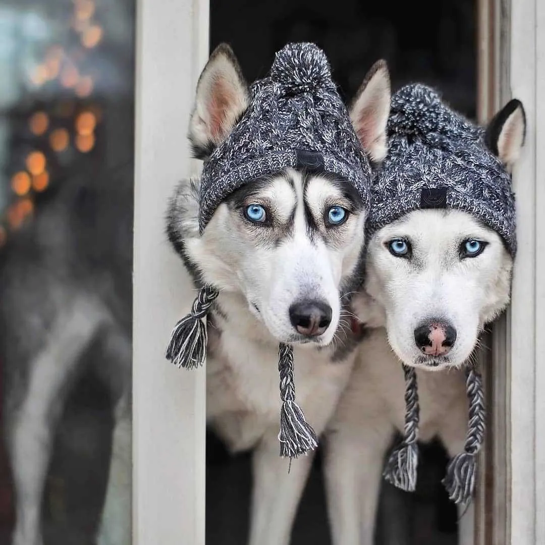 Winter Toque Hat